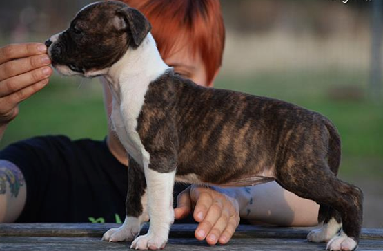 Dog adoption page