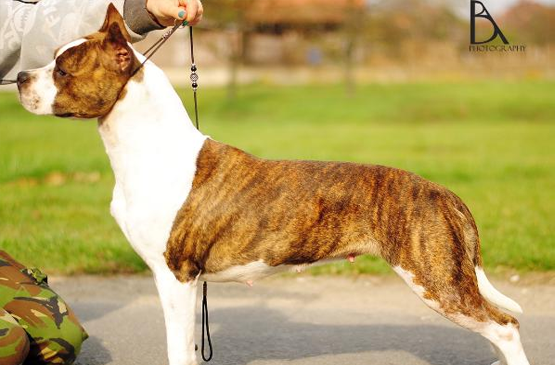 Dog adoption page